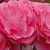 Rózsaszín - Törpe - mini rózsa - Moana